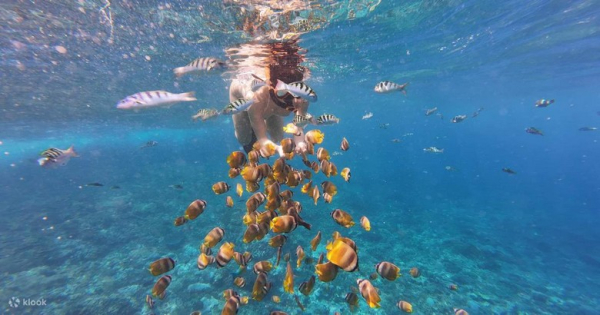 Lặn Biển & Snorkeling Ở Bali Cho Người Mới: Điểm Lặn Đẹp Nhất