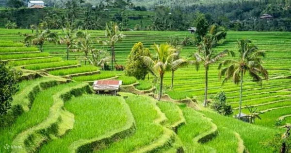 Leo Đền Và Ruộng Bậc Thang Ở Bali Có Quá Sức Người Lớn Tuổi Không? Độ Khó Thực Tế