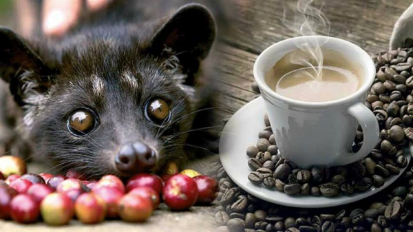 Cà Phê Chồn (Kopi Luwak) Bali Có Thật Sự Đáng Giá Không? Sự Thật Về Giá