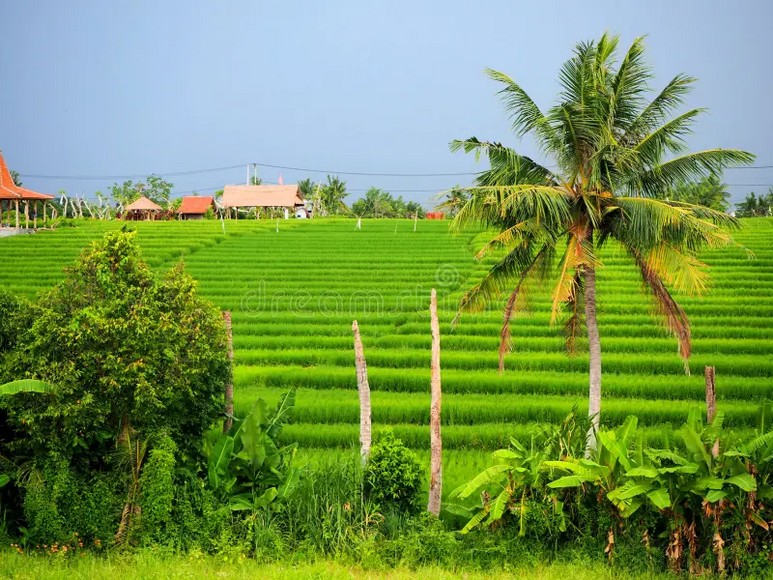 Canggu với view ruộng lúa tại Bali 