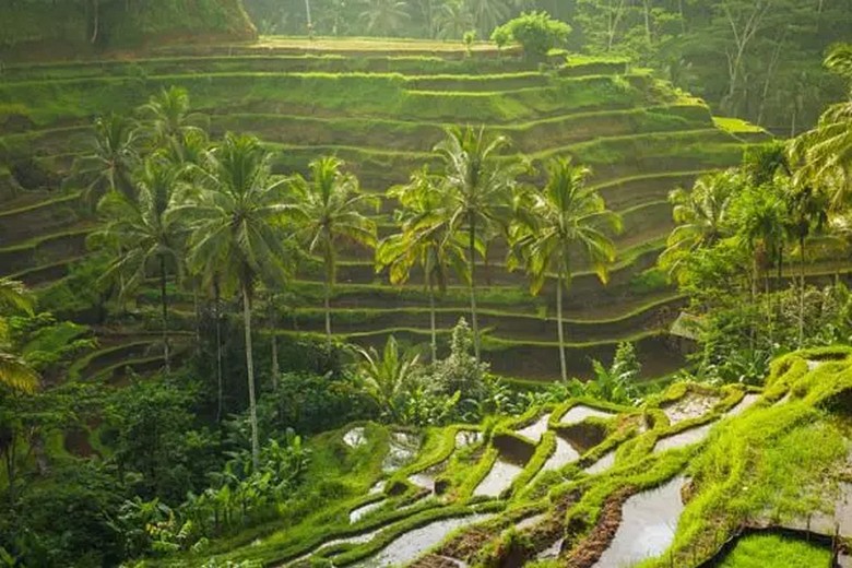 Khung cảnh ruộng bậc thang Tegallalang, Ubud nhìn từ trên cao vào buổi sáng sớm