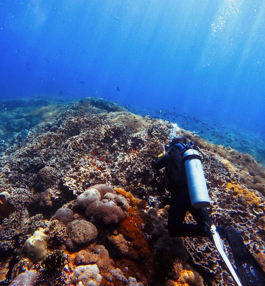 Người lặn snorkeling tại vùng biển trong xanh Nusa Penida, san hô đầy màu sắc hiện ra phía dưới