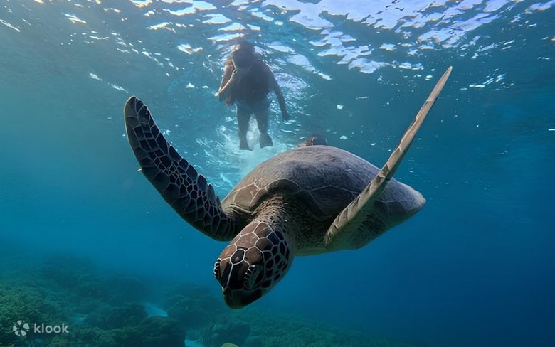 Rùa biển bơi ở khu vực Turtle Point đảo Gili Trawangan