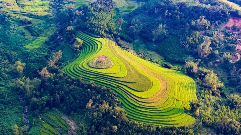 Ruộng bậc thang Tegallalang mùa lúa xanh tháng 10 nhìn từ trên cao