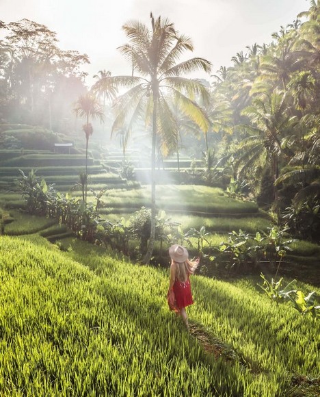 Ruộng bậc thang Tegallalang nhìn từ trên cao vào buổi sáng sớm