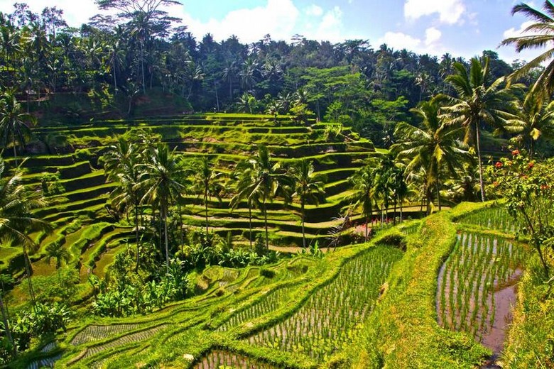 Ruộng bậc thang Tegallalang vào buổi sáng với ánh nắng nhẹ chiếu qua hàng dừa