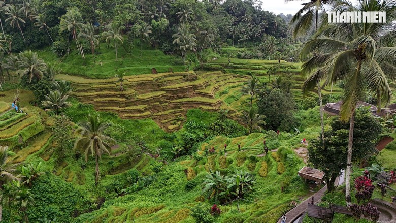 Toàn cảnh ruộng bậc thang Tegallalang buổi sáng sớm với sương mù nhẹ, màu xanh lúa non