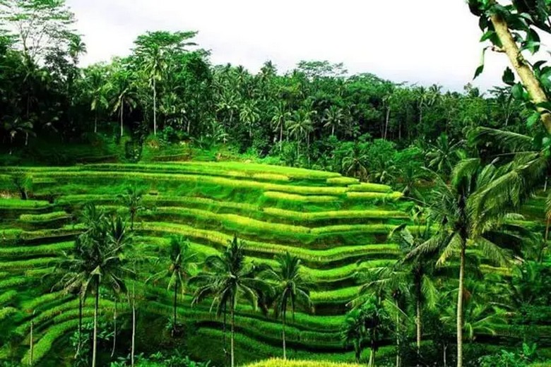 Toàn cảnh ruộng bậc thang Tegallalang buổi sáng sớm, ánh nắng vàng chiếu nghiêng qua các tầng lúa xanh
