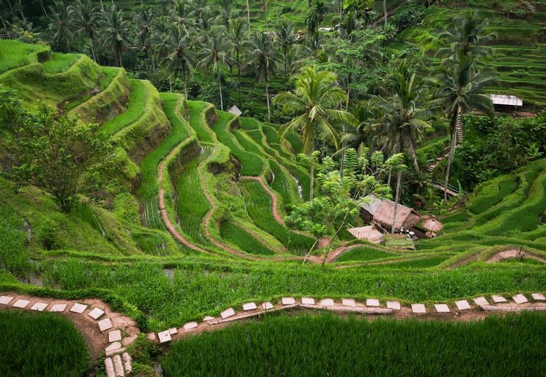 Toàn cảnh ruộng bậc thang Tegalalang nhìn từ trên cao vào buổi sáng sớm
