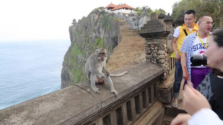 Đàn khỉ tại khuôn viên đền Uluwatu với nền biển phía sau